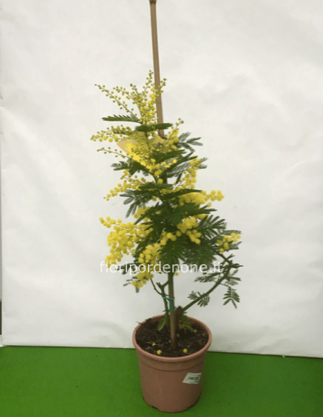 pianta di Mimosa (acacia defalcata)