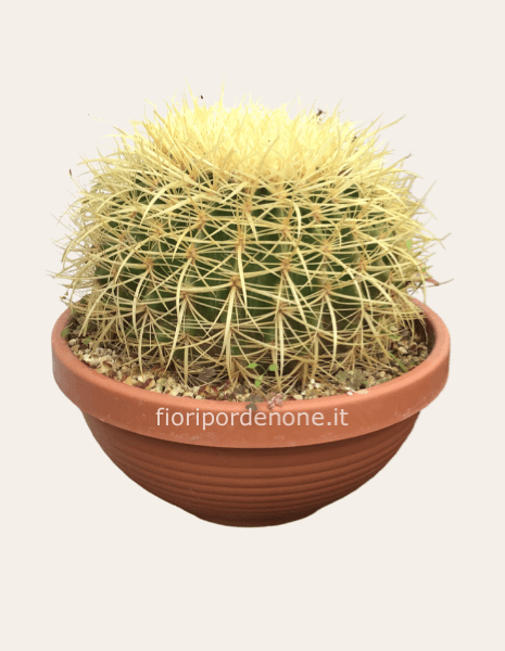 Echinocactus