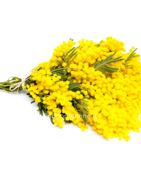 mimosa in confezione