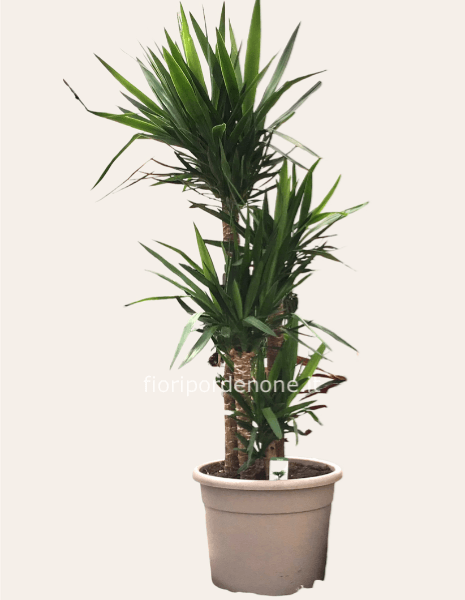 yucca elephantipes