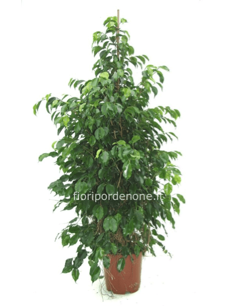 FICUS BENIAMINA NOLEGGIO PER TUTTO GIORNI DELLA FIERA