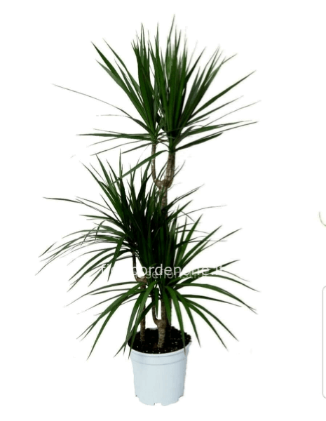 DRACENA MARGINATA NOLEGGIO PER TUTTI I GIORNI DELLA FIERA