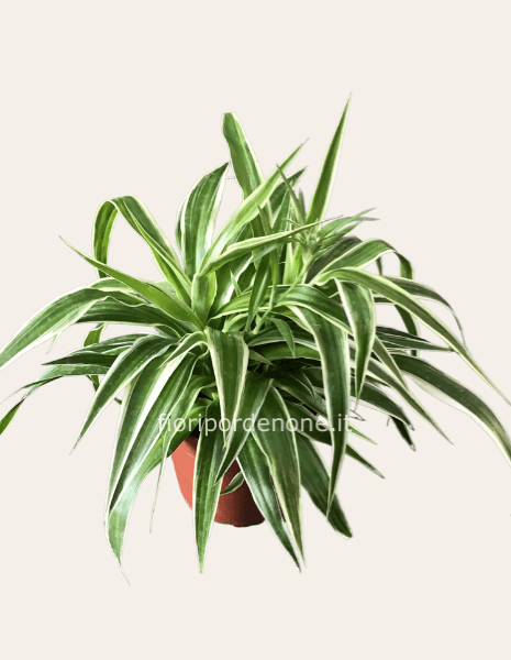 Clorophytum bonnie solo coprivaso solo acquisto