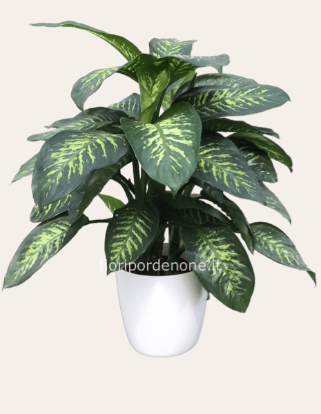 Dieffenbachia grande con coprivaso solo acquisto