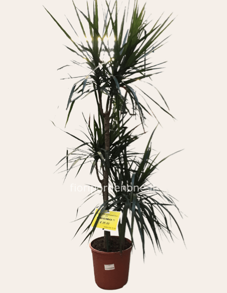 Dracena marginata 