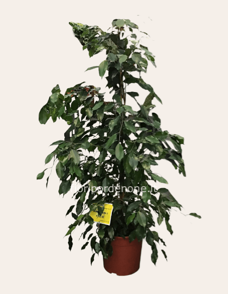 ficus beniamina esotica