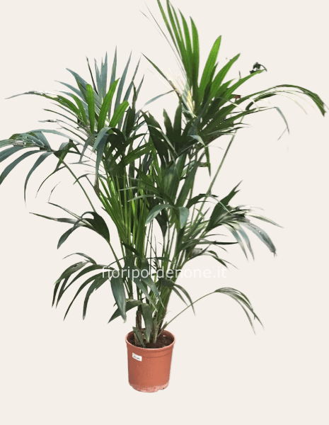 Kenthia h 160cm acquisto