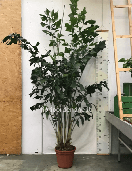 Caryota mitis vs 30