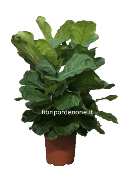 Ficus lyrata solo acquisto