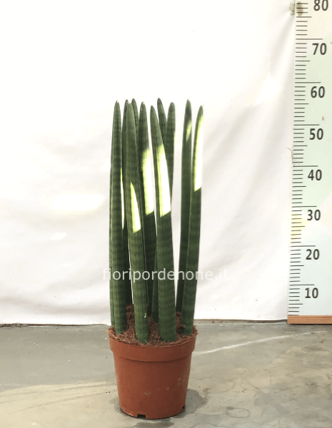 Sanseveria cylindrica