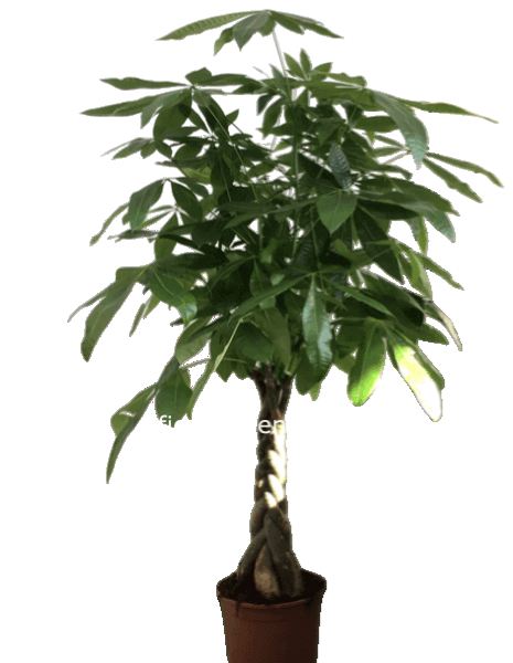 pachira acquatica h 150 cm noleggio per tutti i giorni della fiera