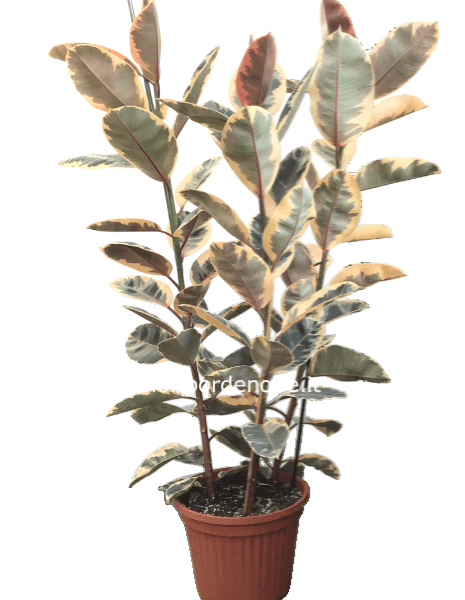 ficus tineke