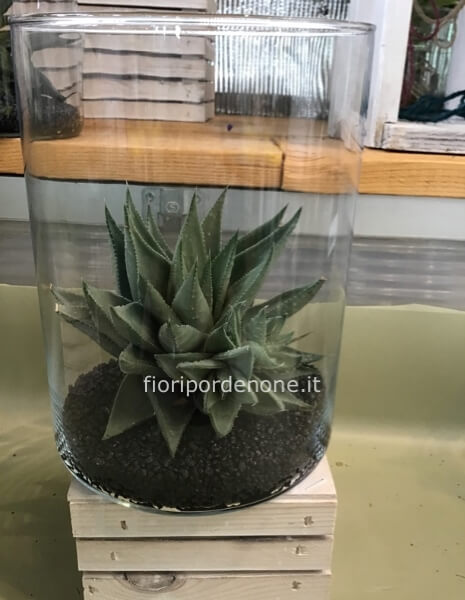 Pianta  succulenta in idrocoltura