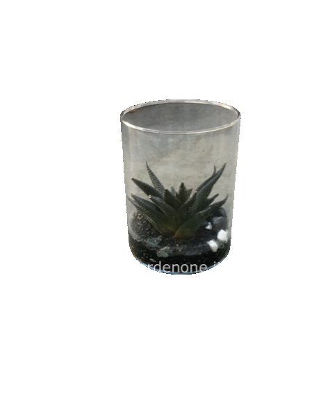 Pianta  succulenta in idrocoltura