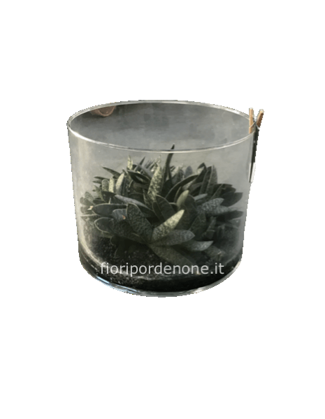 Succulenta  grande in  idrocoltura 