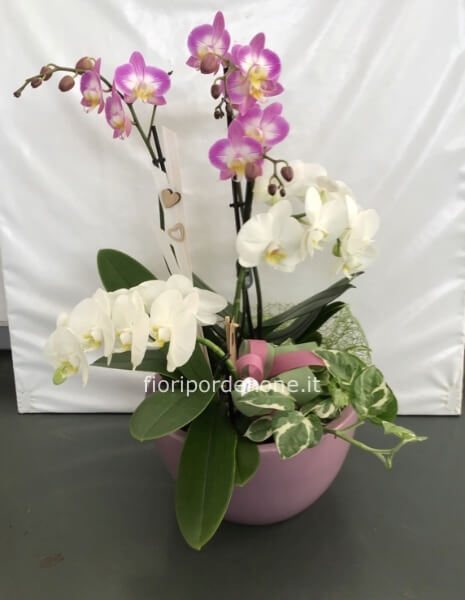 Ciotola di orchidee