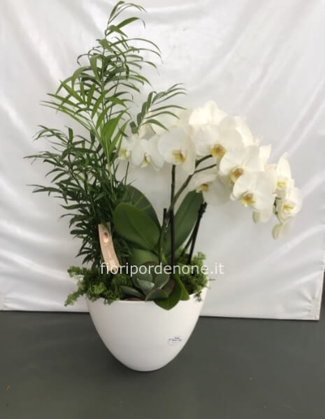 Cp  orchidea bianca