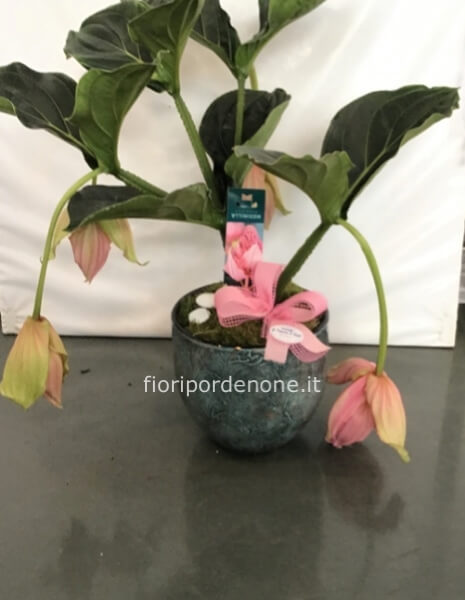 Medinilla