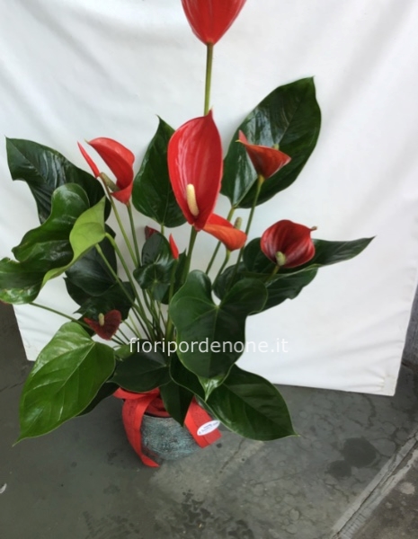 Anthurium rosso