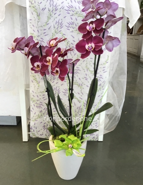 Orchidea viola