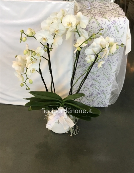 Super Phalaenopsis!