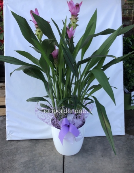 Curcuma