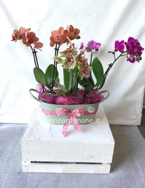  Ovalina di orchidee colorate