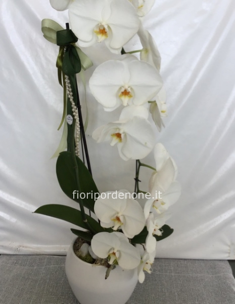 Phalaenopsis extra “ cascade”