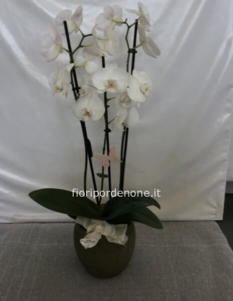 Orchidea bianca con coprivaso verde