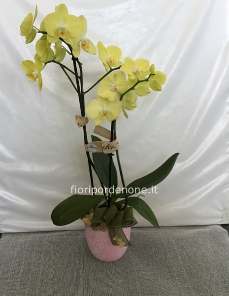Phalaenopsis gialla