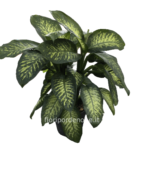 Dieffenbachia deluxe