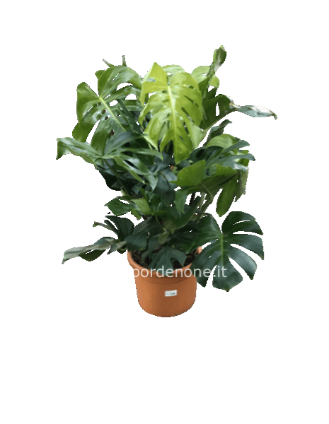 Philodendron monstera deluxe