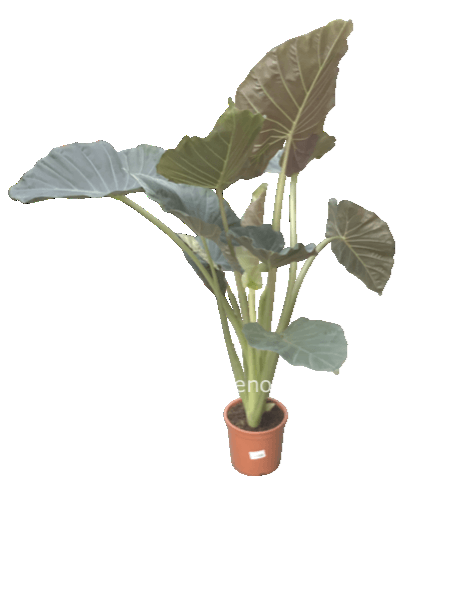 Alocasia
