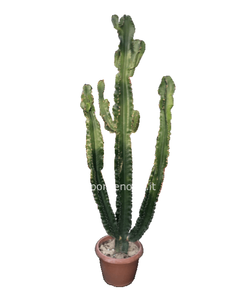 Euphorbia eritrea h180cm