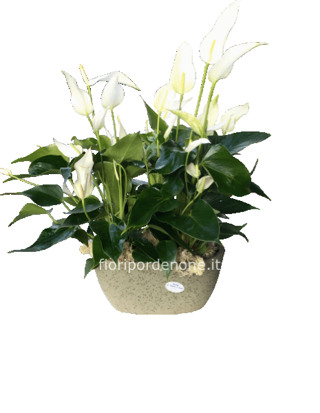 Composizione di Anthurium in ovalina in ceramica 