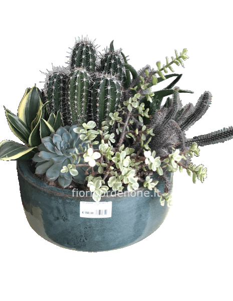 Composizione mix grasse extra su ciotola terracotta lucida