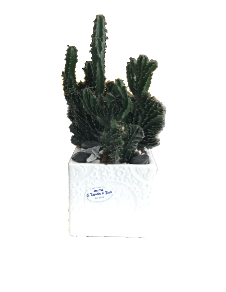 Cubo   Pianta grassa  1