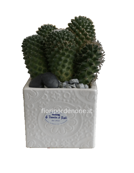 Cubo pisnta grassa 2