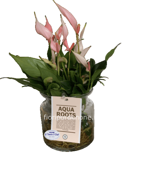Anthurium    In idrocoltura 