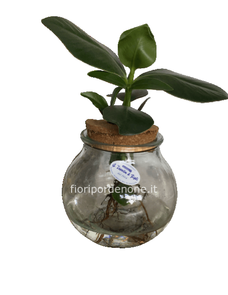 Clusia in idrocoltura 