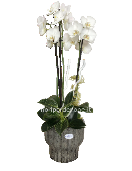 Cp composizione orchidea vado capri