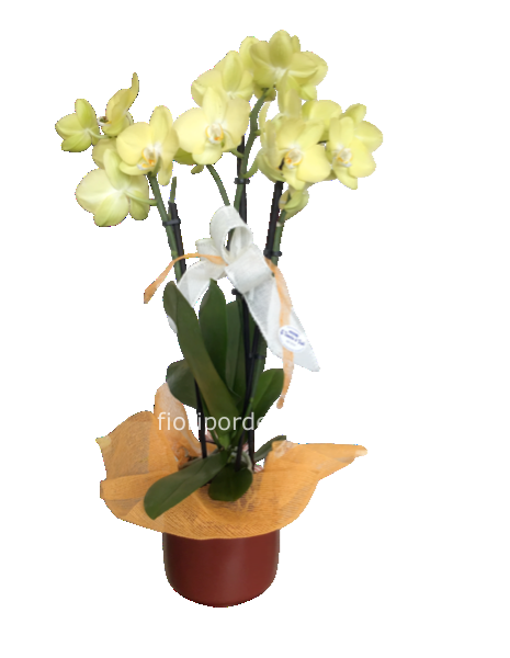 Orchidea caspo bordeaux