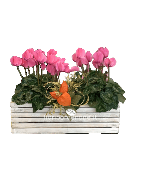 Cassetta legno  con ciclamini 