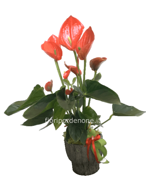 Anthurium rosso