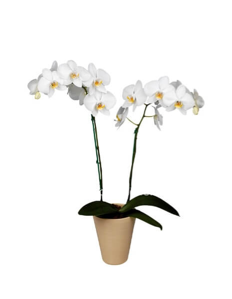 orchidea bianca con coprivaso ceramica