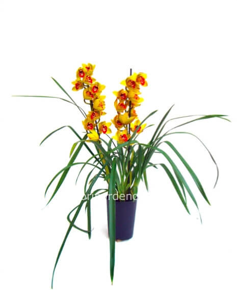 orchidea cymbidium con coprivaso ceramica bianco