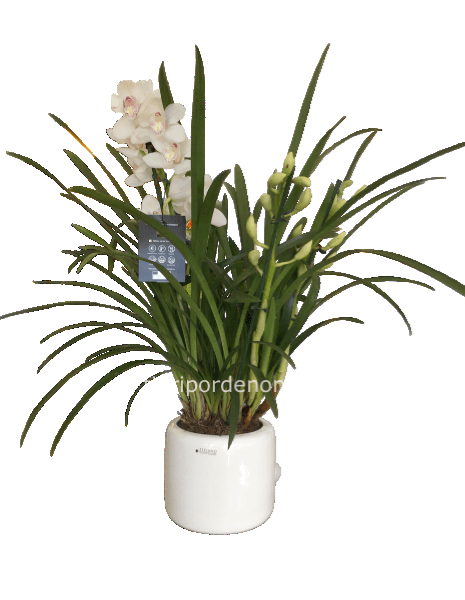 Orchidea cymbidium