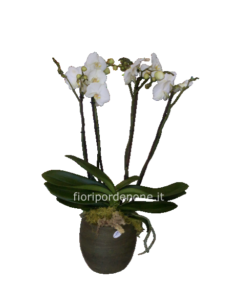 Orchidea vaso verde