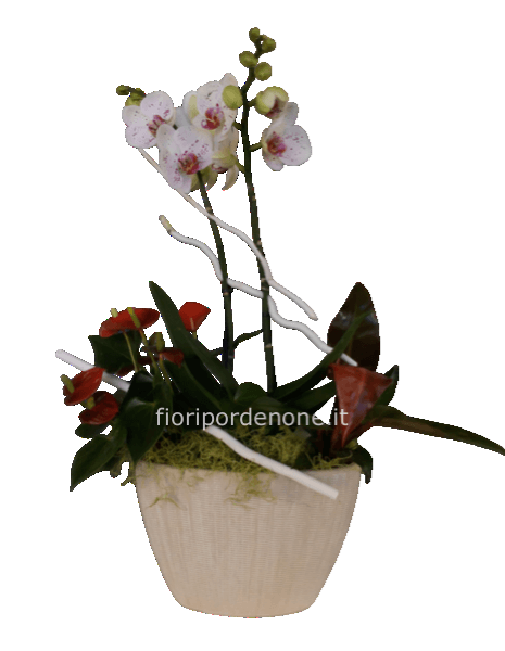 Composizione mista  da interno 