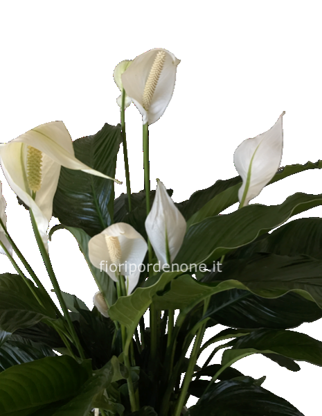 Pianta di spathiphyllum